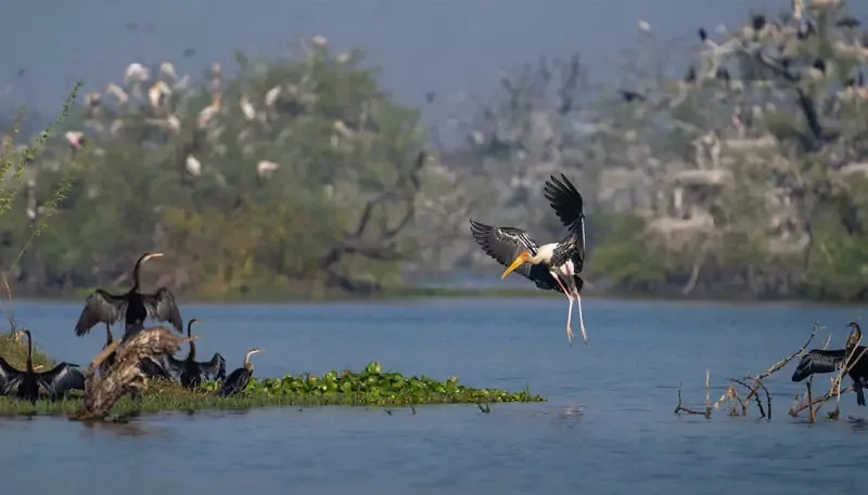 Bharatpur Bird Sanctuary